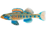 Открытый ими новый вид рыбок называется Etheostoma obama. Это небольшая, "довольно тощая" рыбка