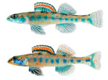 Etheostoma clinton (сверху) и Etheostoma gore Etheostoma clinton (сверху) и Etheostoma gore