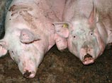 В Ивановской области село закрывают на карантин из-за африканской чумы свиней