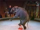 Знаменитая слониха Рада умерла накануне шоу в Нижнем Новгороде