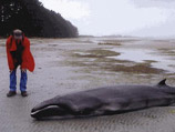 Загадочный и неуловимый карликовый кит, который крайне редко подходит к берегу, - самый мелкий и единственный из ныне живущих родственников древней разновидности усатых китов