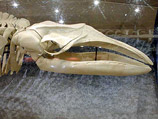 Найден карликовый кит, прятавшийся от ученых два миллиона лет