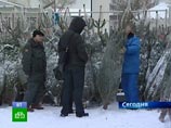 "Гринпис России" призывает покупать живые елки, пугая Москву и Петербург "пальмами в кадках" "Гринпис России" призывает покупать живые елки, пугая Москву и Петербург "пальмами в кадках"