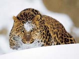 Дальневосточный леопард - самый северный подвид леопарда. У этих животных густой длинный мех, и они относятся к числу красивейших и наиболее редких форм кошек мировой фауны
