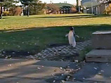 Студенты признались в подделке видео про канадского орла, похищающего ребенка. На их счету еще и побег пингвина