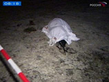 В Подмосковье после убийства бизнесмена в магазине застрелили и его дочь