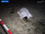 В Подмосковье после убийства бизнесмена в магазине застрелили и его дочь В Подмосковье после убийства бизнесмена в магазине застрелили и его дочь