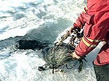 На мотоциклах экологи осматривали каждый метр, выискивая на льду следы байкальской нерпы, чтобы понять, сколько осталось этих животных