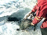 На мотоциклах экологи осматривали каждый метр, выискивая на льду следы байкальской нерпы, чтобы понять, сколько осталось этих животных На мотоциклах экологи осматривали каждый метр, выискивая на льду следы байкальской нерпы, чтобы понять, сколько осталось этих животных