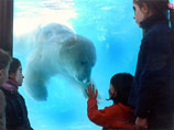 Символ зоопарка Буэнос-Айреса - белый медведь Виннер - умер из-за жары и бурного Рождества