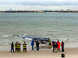 Выбросившийся на берег в Нью-Йорке кит скончался