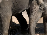 Два 42-летних цирковых слона Непал и Бэби живут сейчас в зоопарке Лиона в ожидании эвтаназии