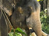 Накануне известная кинозвезда и защитница животных Брижит Бардо обратилась к французским властям с требованием не усыплять двух больных слонов в ветеринарной клинике Лиона