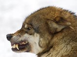 Начиная с 15 января в республике будет объявлен трехмесячный период по борьбе с волками. Профильным министерствам и ведомствам поручено сформировать специализированные бригады охотников-волчатников и обеспечить их всем необходимым