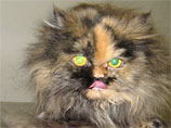 Нашлась цирковая кошка Нюся, за которую обещали 200 тысяч, - "бессовестно счастливая" и исхудавшая