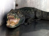 В Калифорнии аллигатор по кличке Мистер Зубастик охранял 15 кг марихуаны