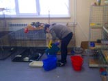 Омская гостиница для животных поселила кота со свирепыми собаками - его задрали