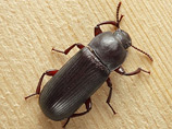 Самец мучного жука (Tenebrio molitor) способен подсчитать других самцов, с которыми соперничает за самку Самец мучного жука (Tenebrio molitor) способен подсчитать других самцов, с которыми соперничает за самку