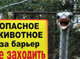 В зоопарке Южно-Сахалинска погиб страус, вмерзший в пол