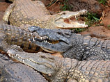 С африканской фермы в реку Лимпопо сбежали 15 тысяч крокодилов