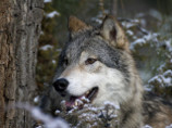 Британские блоггеры собирают подписи в защиту отстреливаемых волков в Якутии