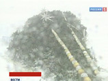 Пятиметровая новогодняя елка упала на прохожего в Омске