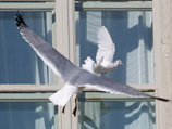 Нападение чайки на голубя мира, выпущенного папой, отразило реалии современной жизни