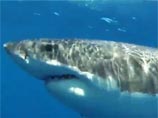 Рыбаки из Мельбурна стали героями австралийских новостей, после того как сняли на камеру гигантскую белую акулу, известную также как "акула-людоед", в то время как любой другой на их месте при виде этого опасного хищника сразу бы дал задний ход