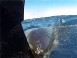 В Австралии на рыбаков напала пятиметровая акула (ВИДЕО)