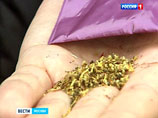 Московских наркоторговцев накрыла операция "Жесть": задержано 50 продавцов "дизайнерской дури" Московских наркоторговцев накрыла операция "Жесть": задержано 50 продавцов "дизайнерской дури"
