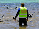 В Австралии дельфин помог спасти сородичей, которым грозила гибель