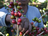Миру грозит дефицит кофе, цена на него вырастет минимум на 3%