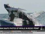 Горбатый кит, "играя в прятки", столкнулся с лодкой, едва не опрокинув ее (ФОТО)
