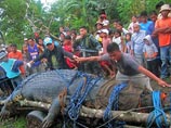 Гигантский крокодил по кличке Лулун, пойманный полтора года назад и отмеченный как самый крупный в мире в Книге рекордов Гиннеса, умер в зоопарке города Бунаван на Филиппинах в воскресенье