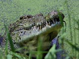 На Филиппинах скончался крокодил-людоед из Книги рекордов Гиннесса