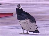 Гигантский кондор устроил переполох на хоккейном матче (ВИДЕО)