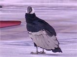 Гигантский кондор устроил переполох на хоккейном матче (ВИДЕО) Гигантский кондор устроил переполох на хоккейном матче (ВИДЕО)