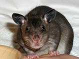 Из бельгийской квартиры выселили 46 гамбийских крыс
