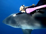 На Гавайях девушка прокатилась на смертельно опасной для людей белой акуле (ВИДЕО)