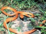 Змея вида коричневая бойга "прибыла" на Гуам в 40-х годах 20 века на американском военном корабле, и стала настоящим бедствием. По данным ученых, из-за рептилий, у которых на Гуаме нет естественных хищников, местные птицы находятся под угрозой исчезновени