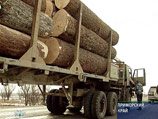 Фактические объемы заготовки и экспорта ценных пород дерева в регионе в несколько раз превышают разрешенные
