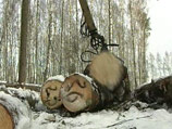 Растущий мировой спрос на древесину ведет к уничтожению уссурийской тайги