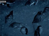 Используя инфракрасные светодиоды, исследователи снимали укрывающихся в пещере пингвинов Гумбольдта