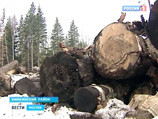 Экозащитники заявили в прокуратуру на "мутных" строителей скандальной трассы, среди которых нашелся "друг Путина" Экозащитники заявили в прокуратуру на "мутных" строителей скандальной трассы, среди которых нашелся "друг Путина"