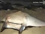 Тысячи окровавленных "морских дьяволов" выбросило на побережье Сектора Газа (ВИДЕО)