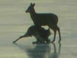 Канадские спасатели не захотели оставлять на произвол судьбы олениху с олененком, застрявших на тонком льду у города Антигониш