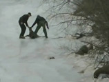 Канадские спасатели выбрали оригинальный способ спасти оленя - сдули его со льдины вертолетом (ВИДЕО)