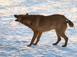 Ребенка в Красноярском крае загрызли не волки, считают охотники