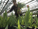Оптовые цены возрастают примерно на 50-60%, а тюльпаны дорожают в два раза