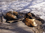 В Архангельске загрызших мальчика бродячих собак ловит специальная группа, но ей не дают